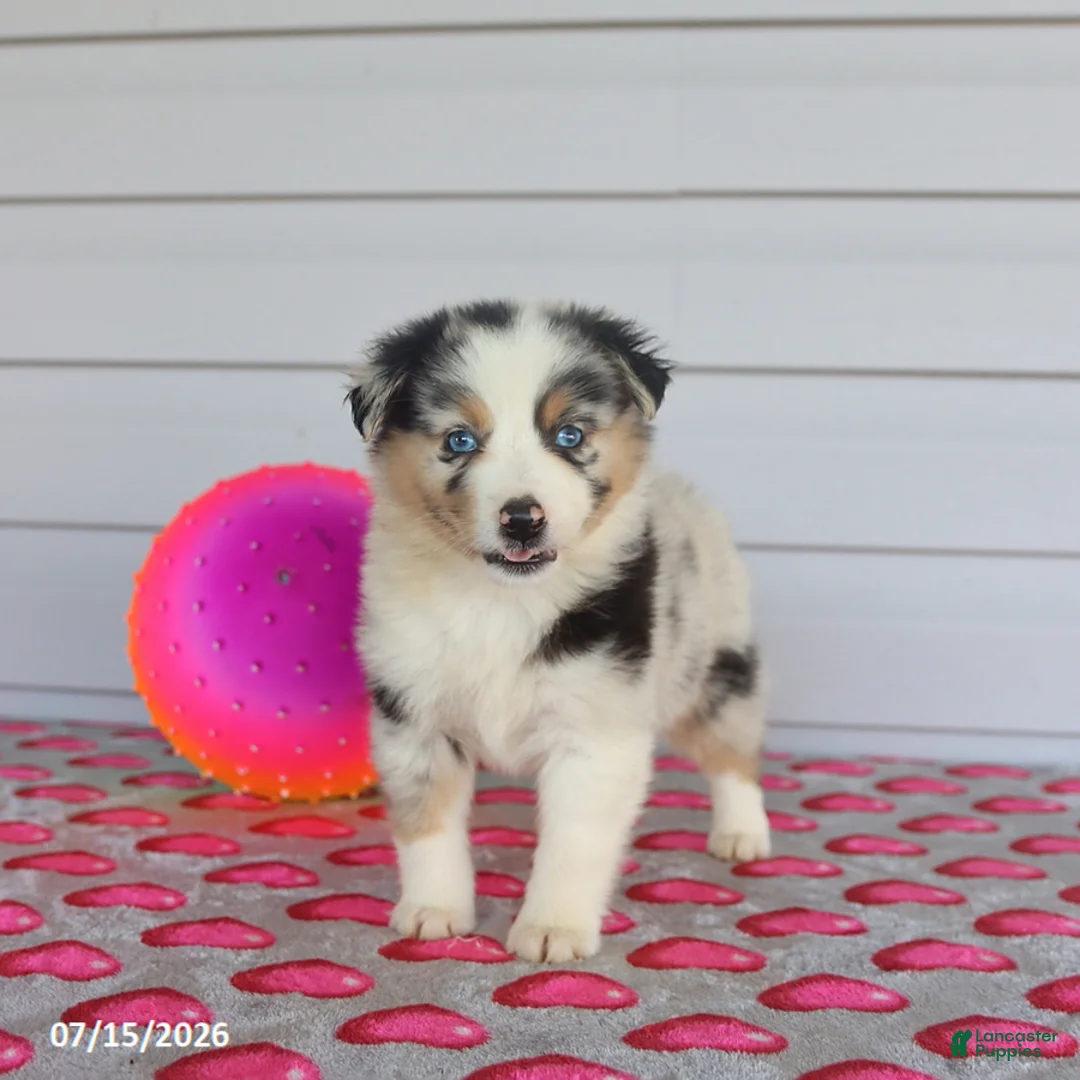 Miniature Australian Shepherd dogs for sale: Ace - Ad 3