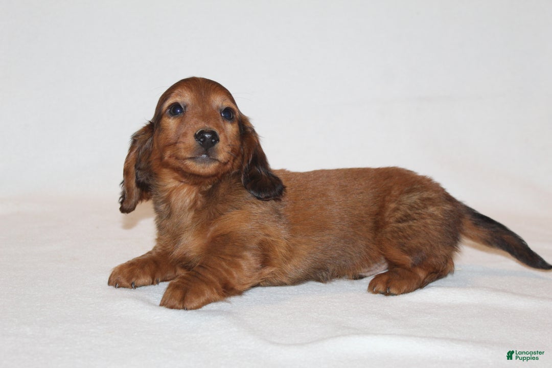 Miniature Dachshund dogs for sale: Prancer - Ad 5