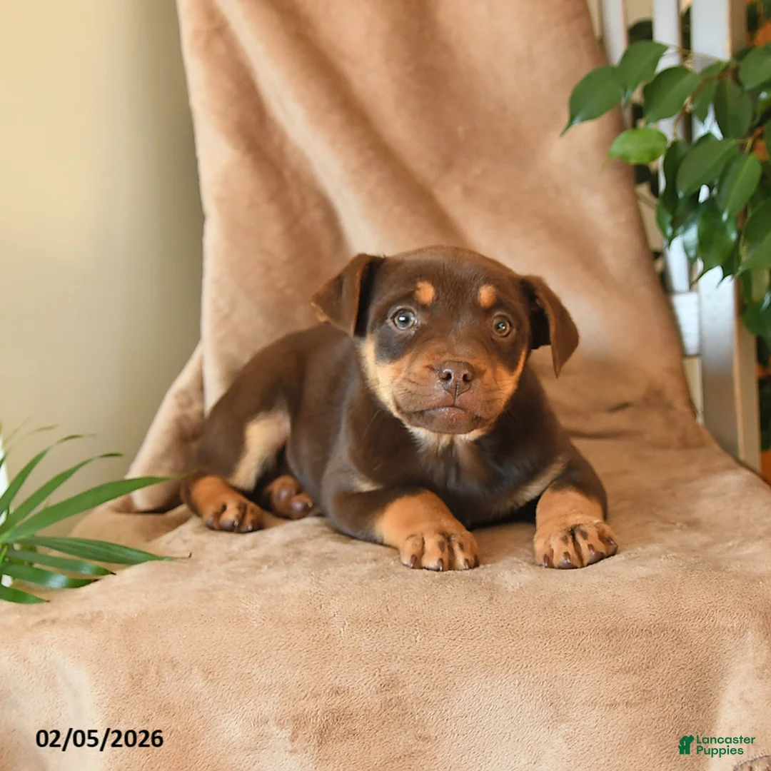 Mixed Breed dogs for sale: London - Ad 3