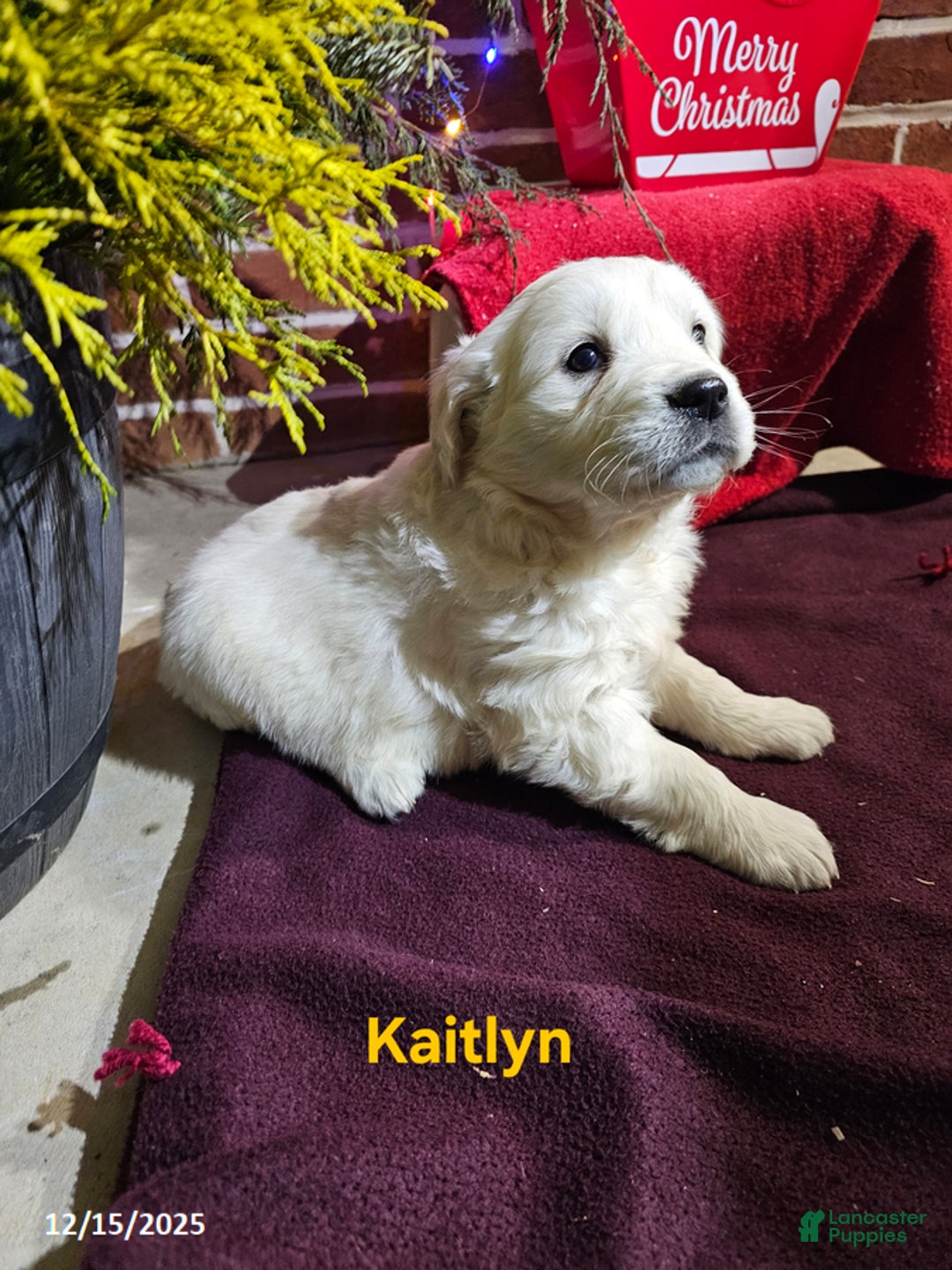 Golden Retriever dogs for sale: Kaitlyn - Ad 2