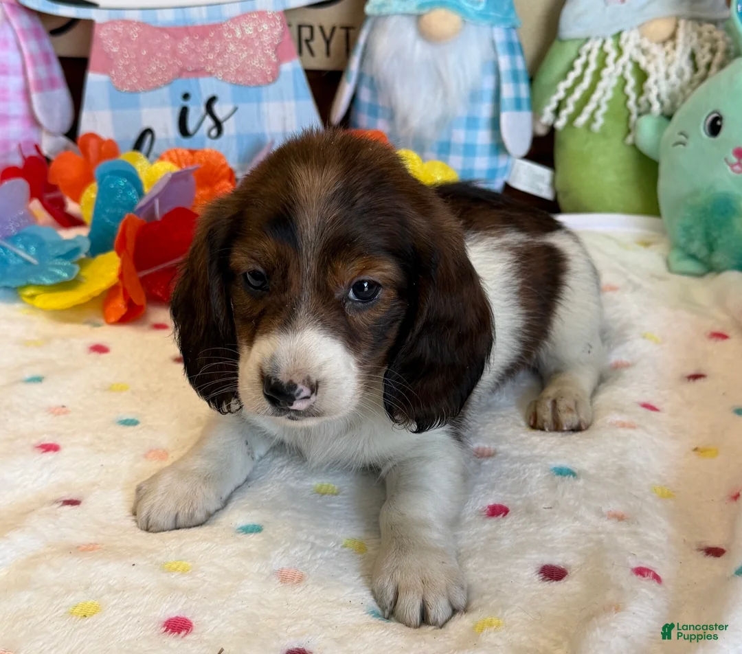 Miniature Dachshund dogs for sale: Marco - Ad 2