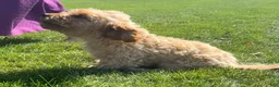Cavapoo dogs for sale: Aiden - Ad 7
