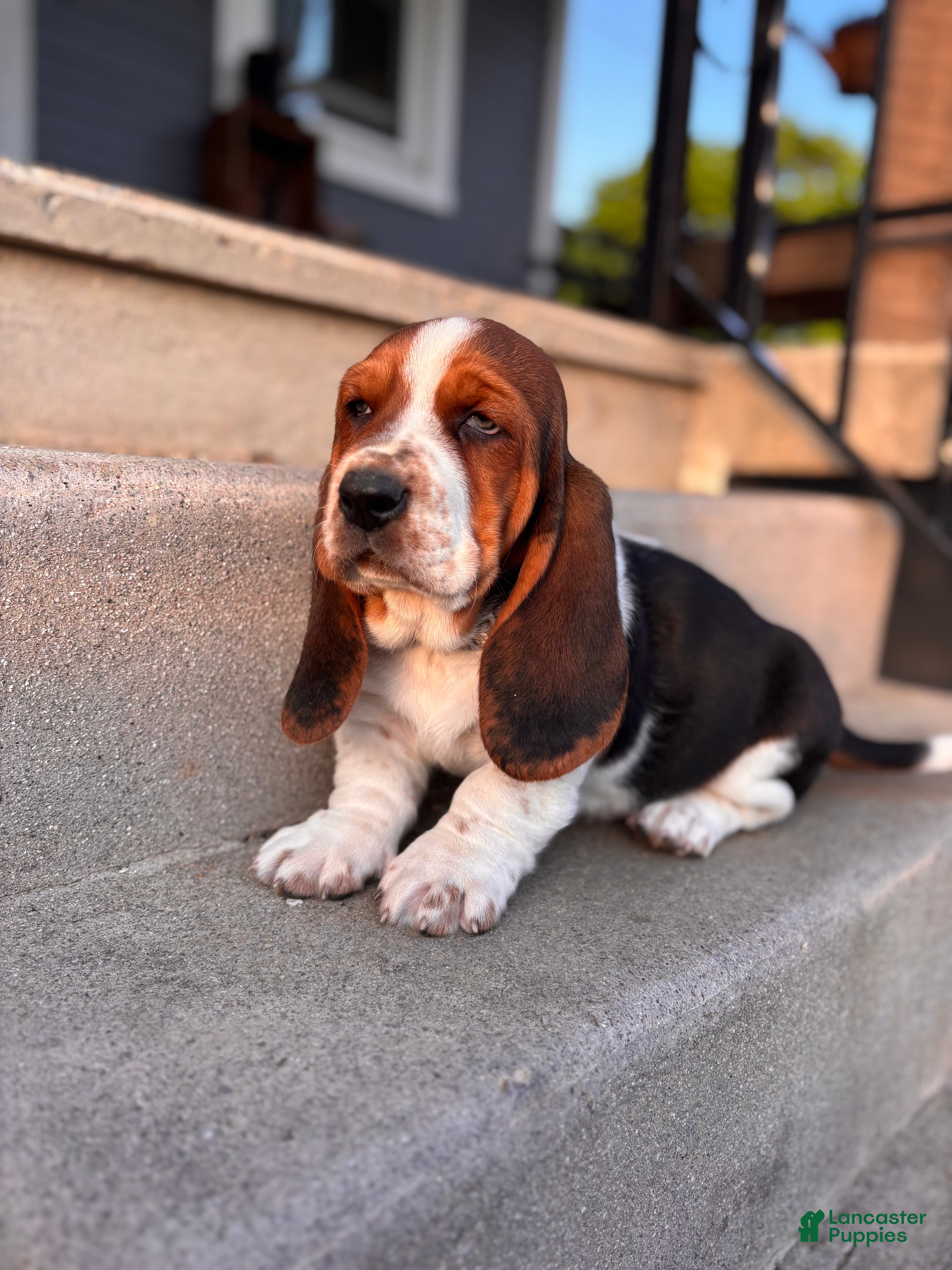 Basset Hound dogs Chubs - Ad 19