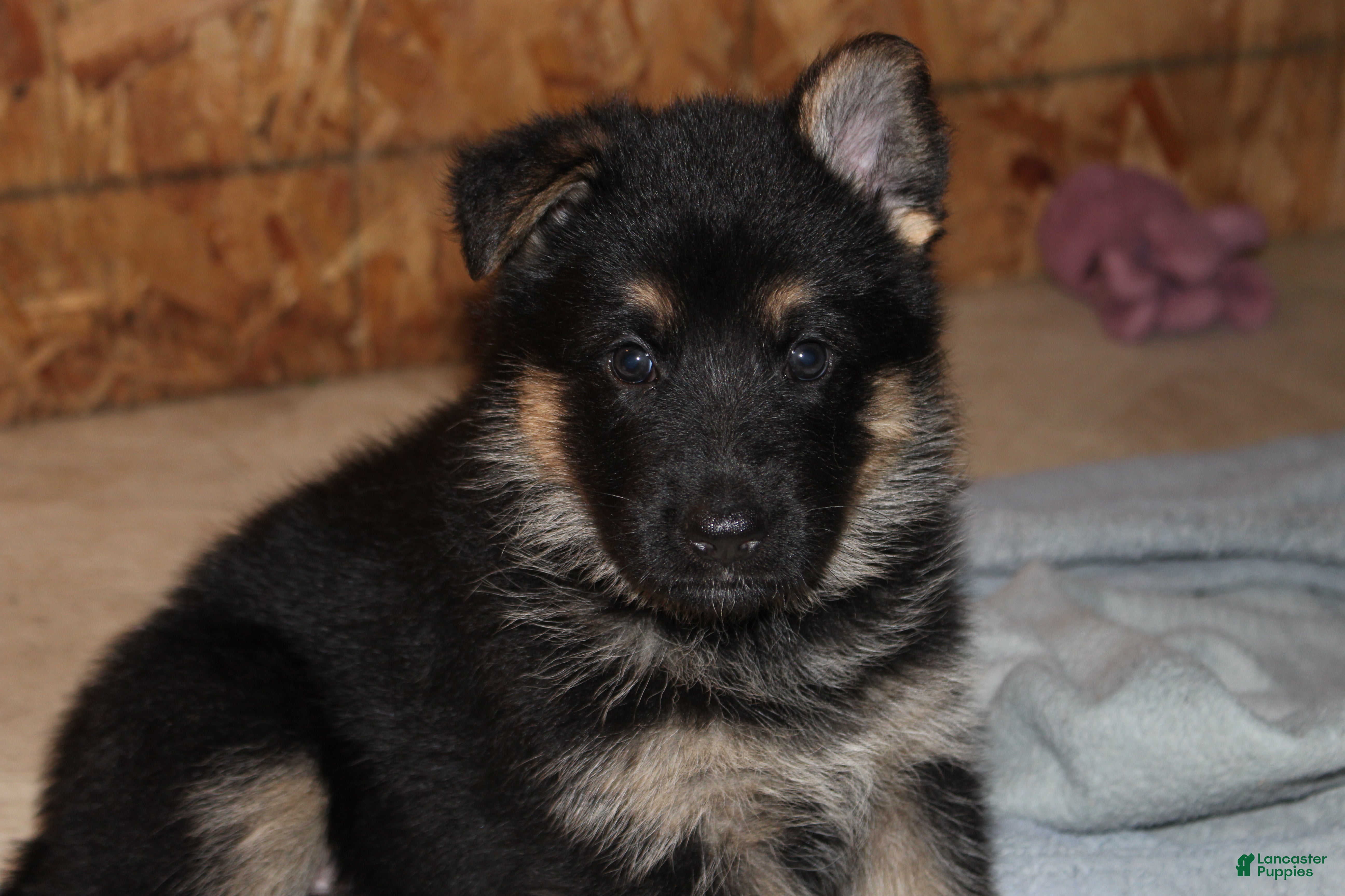 German Shepherd dogs Ada, pink collar - Ad 1