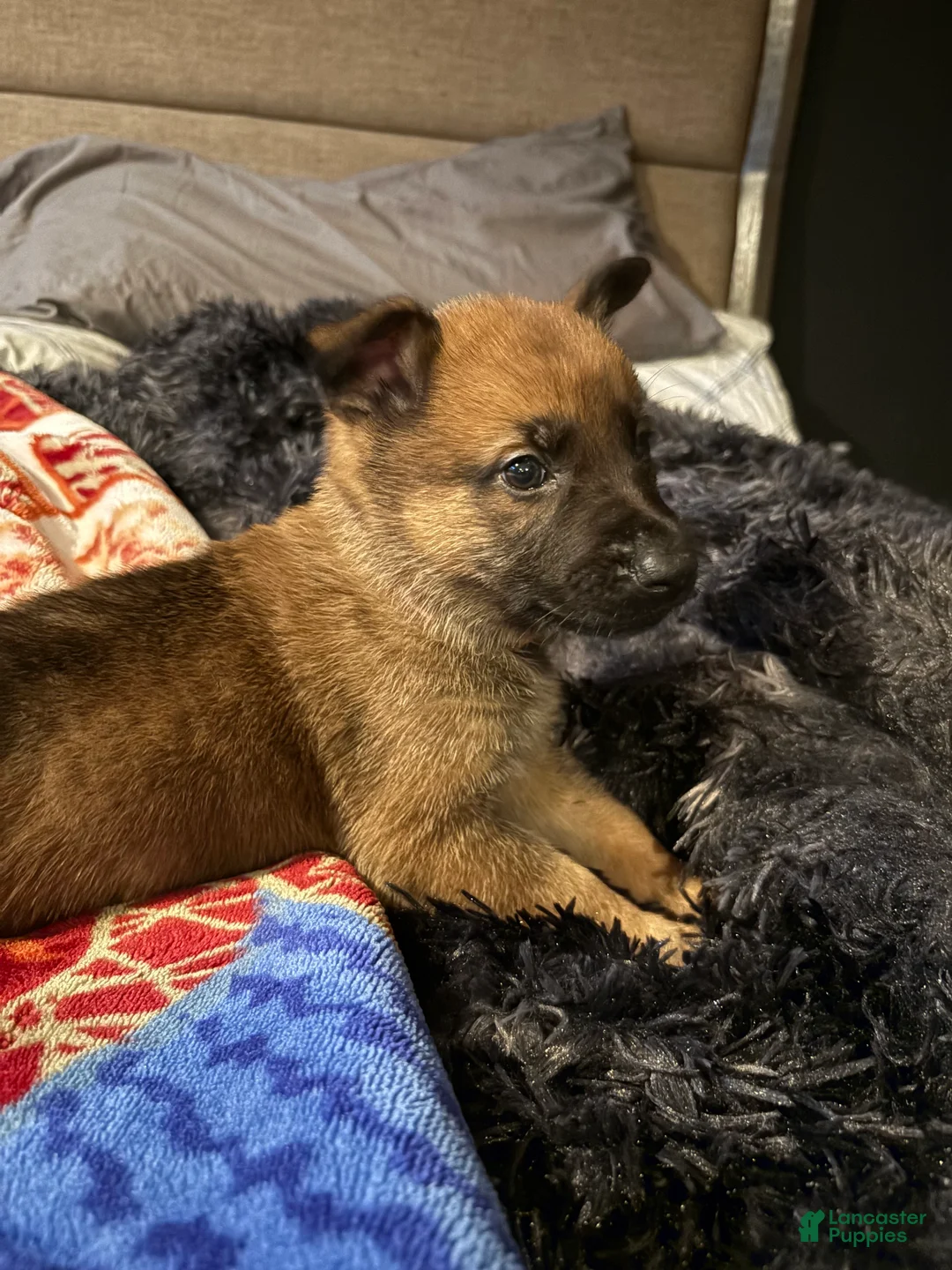 Mixed Breed dogs for sale: Tulip  - Ad 2