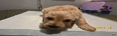 Goldendoodle female 4 