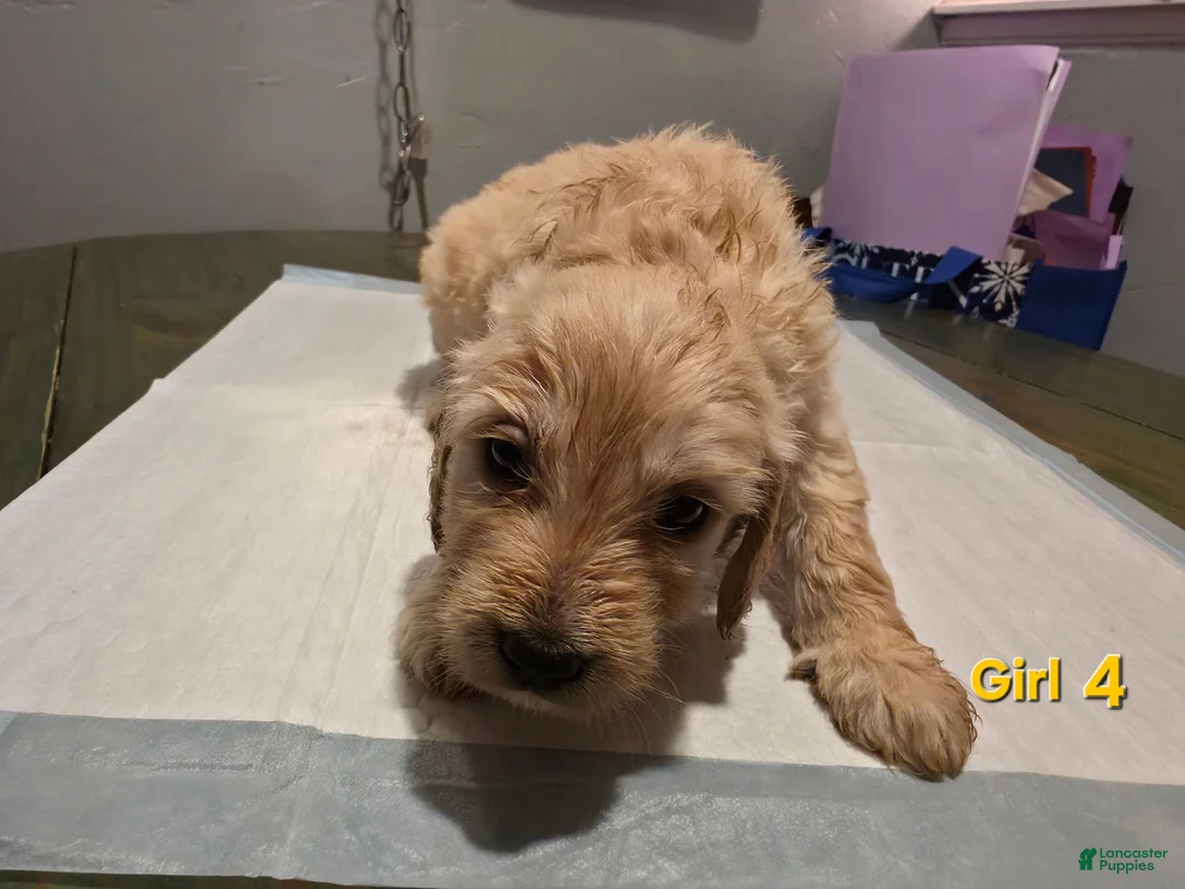 Goldendoodle dogs for sale: Goldendoodle female 4  - Ad 1