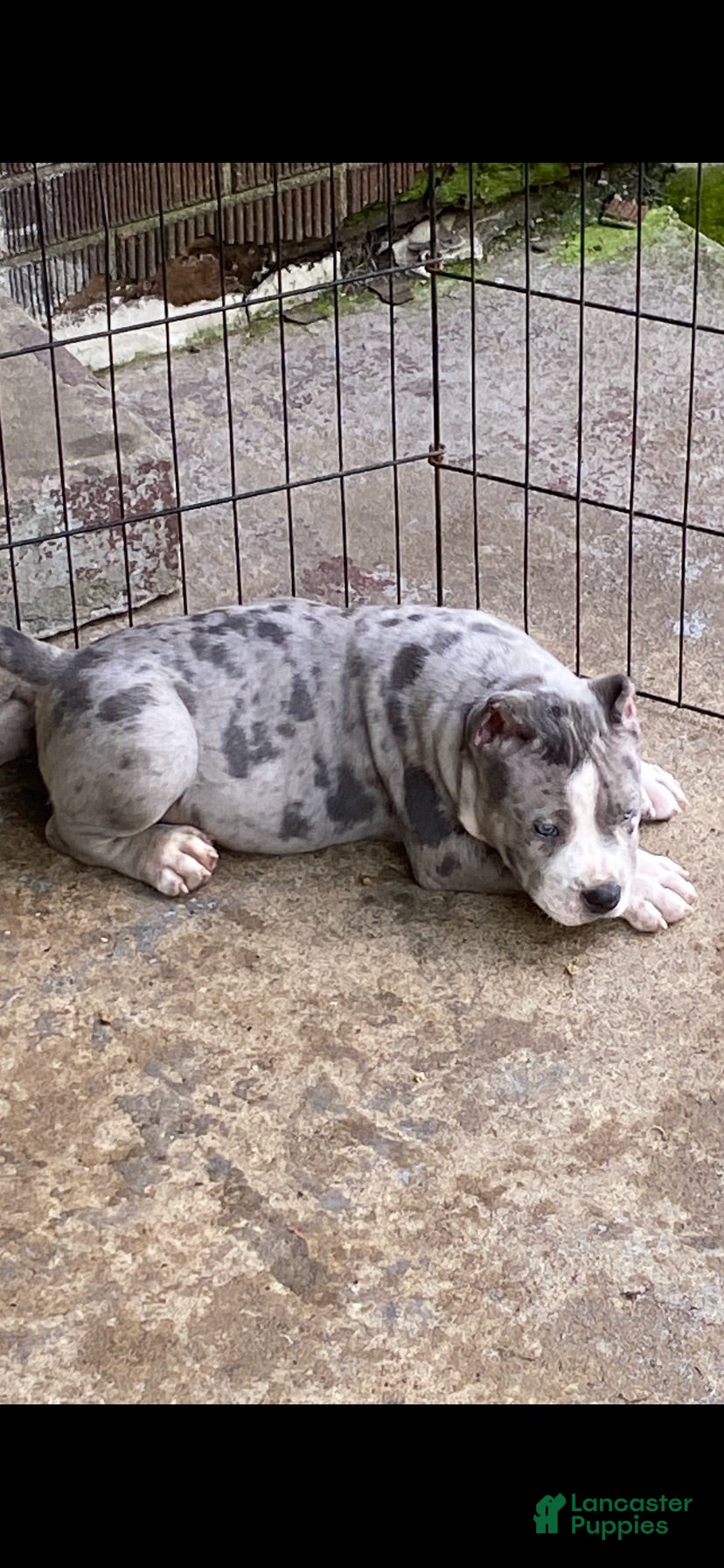 American Bully dogs American Bully 3 - Ad 15