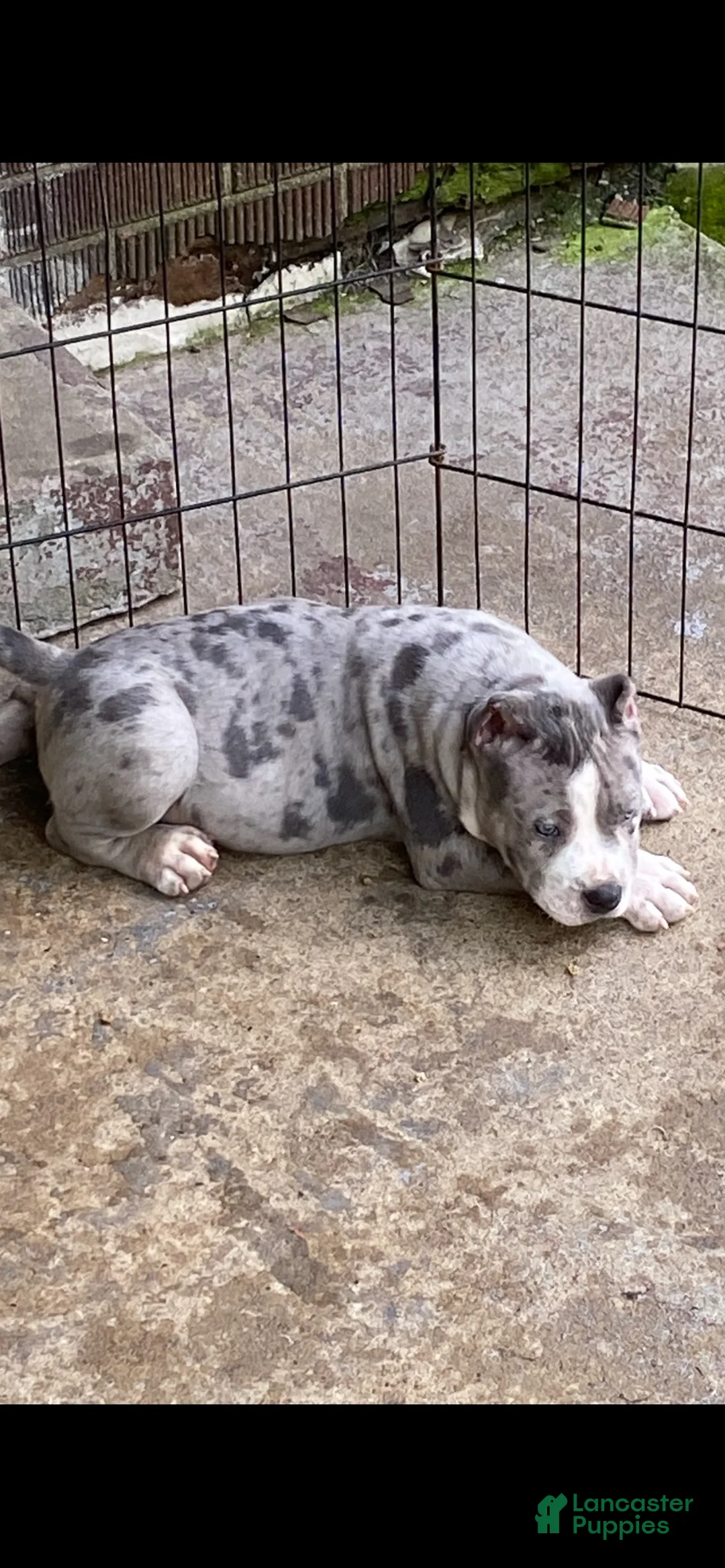 American Bully dogs for sale: American Bully 3 - Ad 1