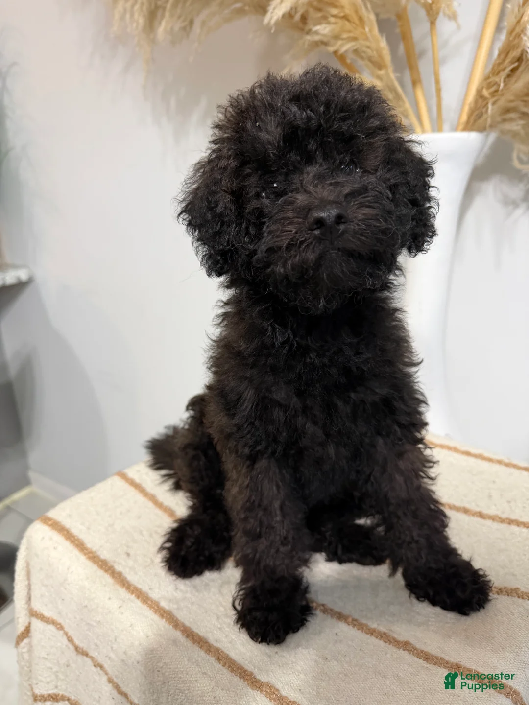 Mini Goldendoodle dogs for sale: Chocolate Girl  - Ad 2