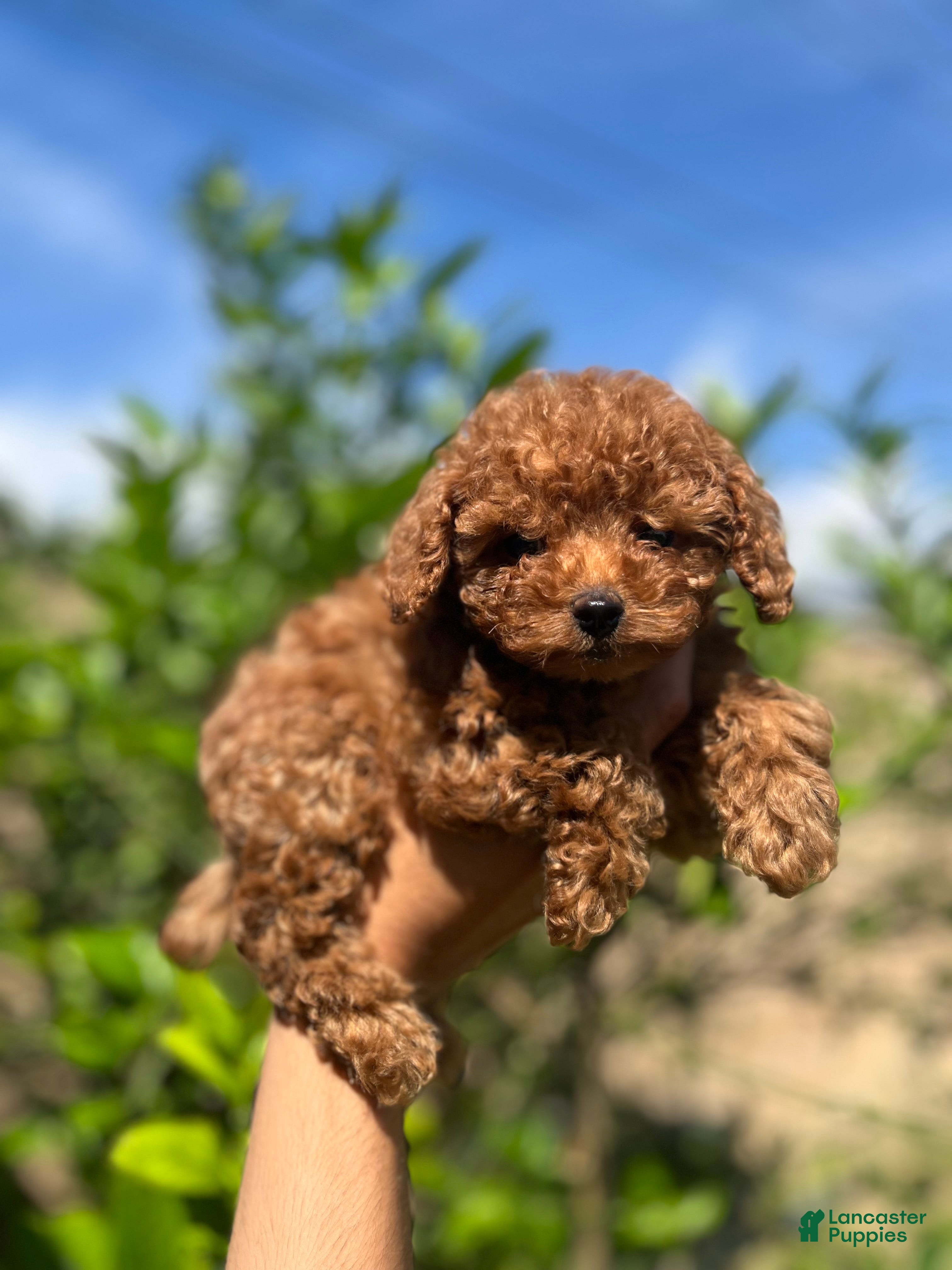 Toy Poodle dogs Toy Poodle Puppy 3 - Ad 1