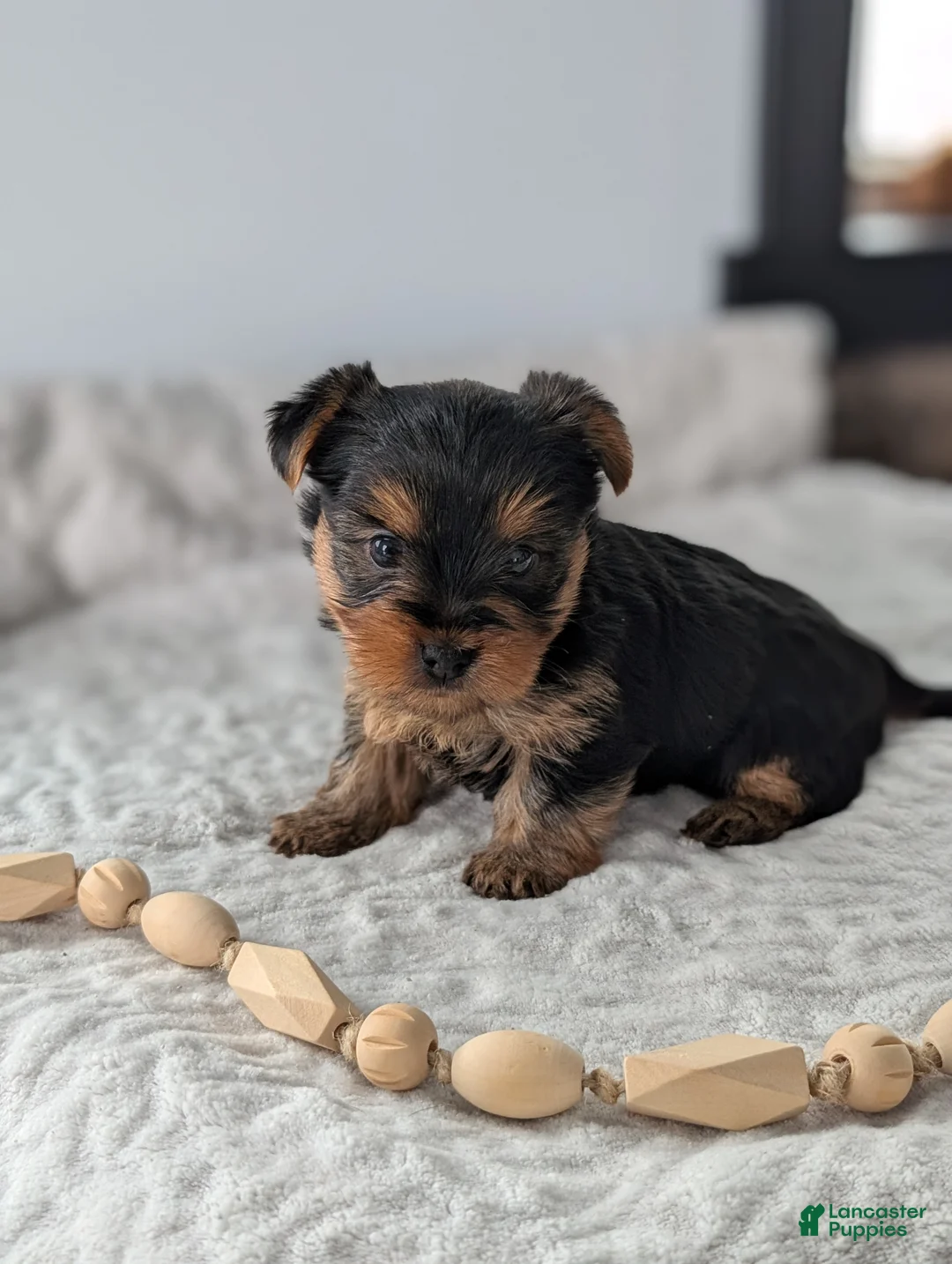 Yorkshire Terrier dogs for sale: Princess  - Ad 3