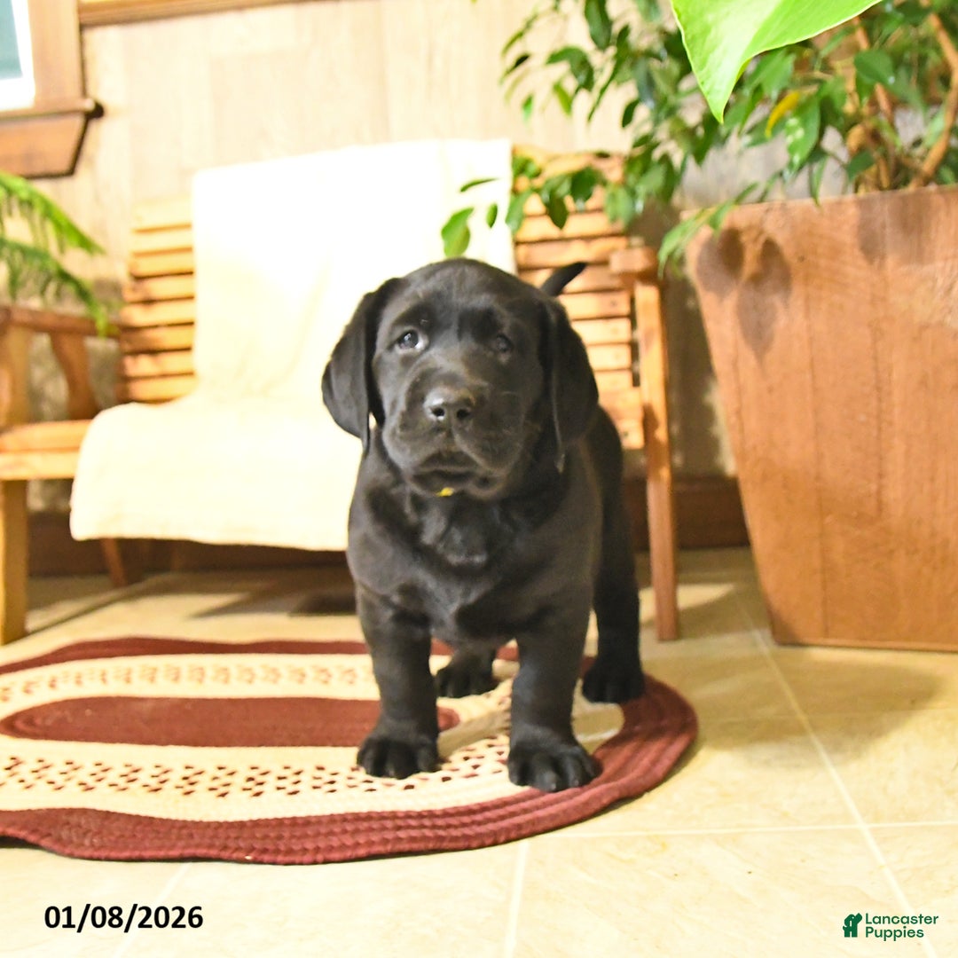 Labrador Retriever dogs for sale: Harley  - Ad 3