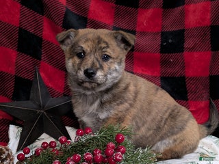 Mixed Breed dogs - Ad 27