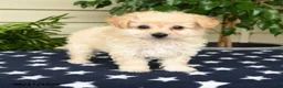 Bichpoo dogs for sale: Amber - Ad 3