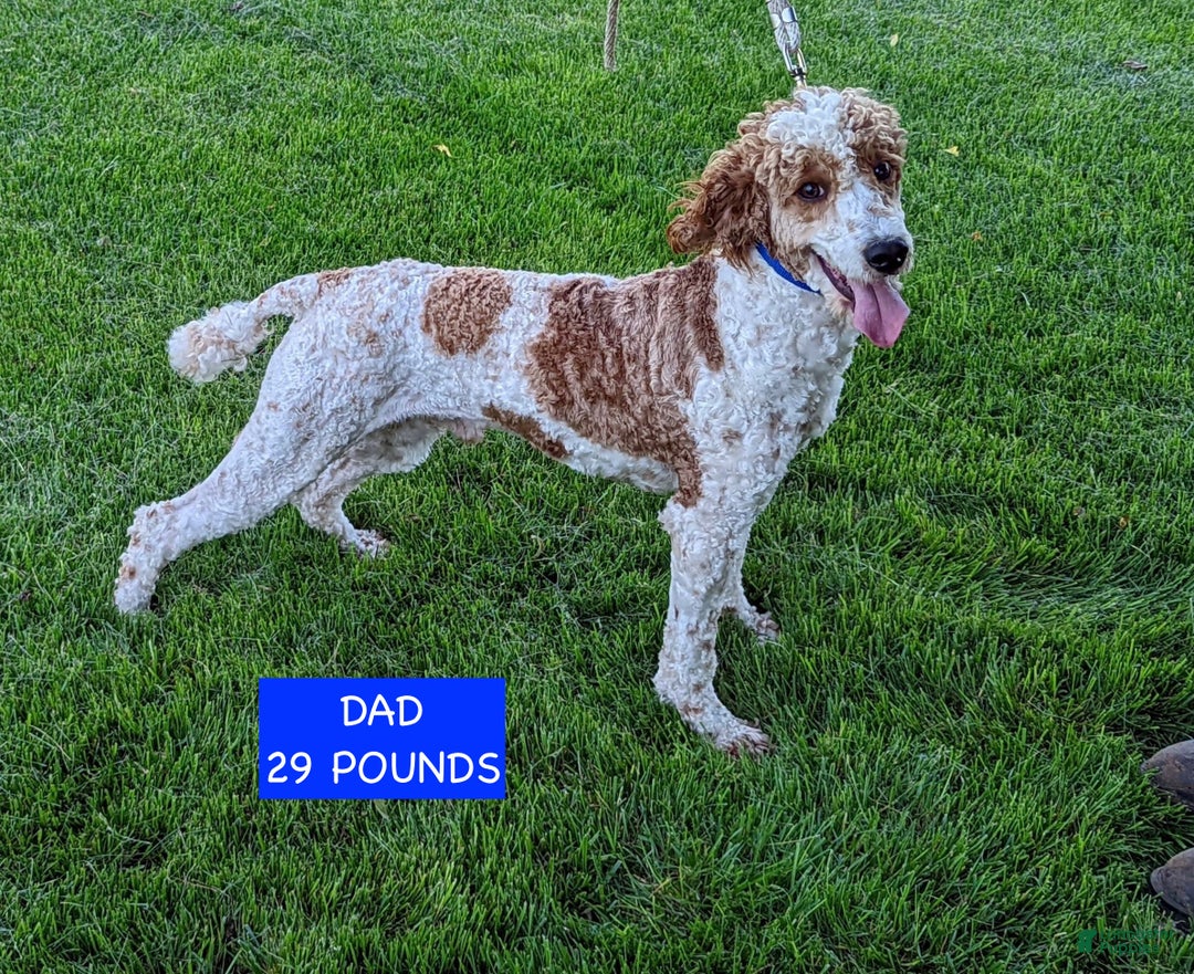 Miniature Labradoodle dogs for sale: Labradoodle Puppy 3 - Ad 12