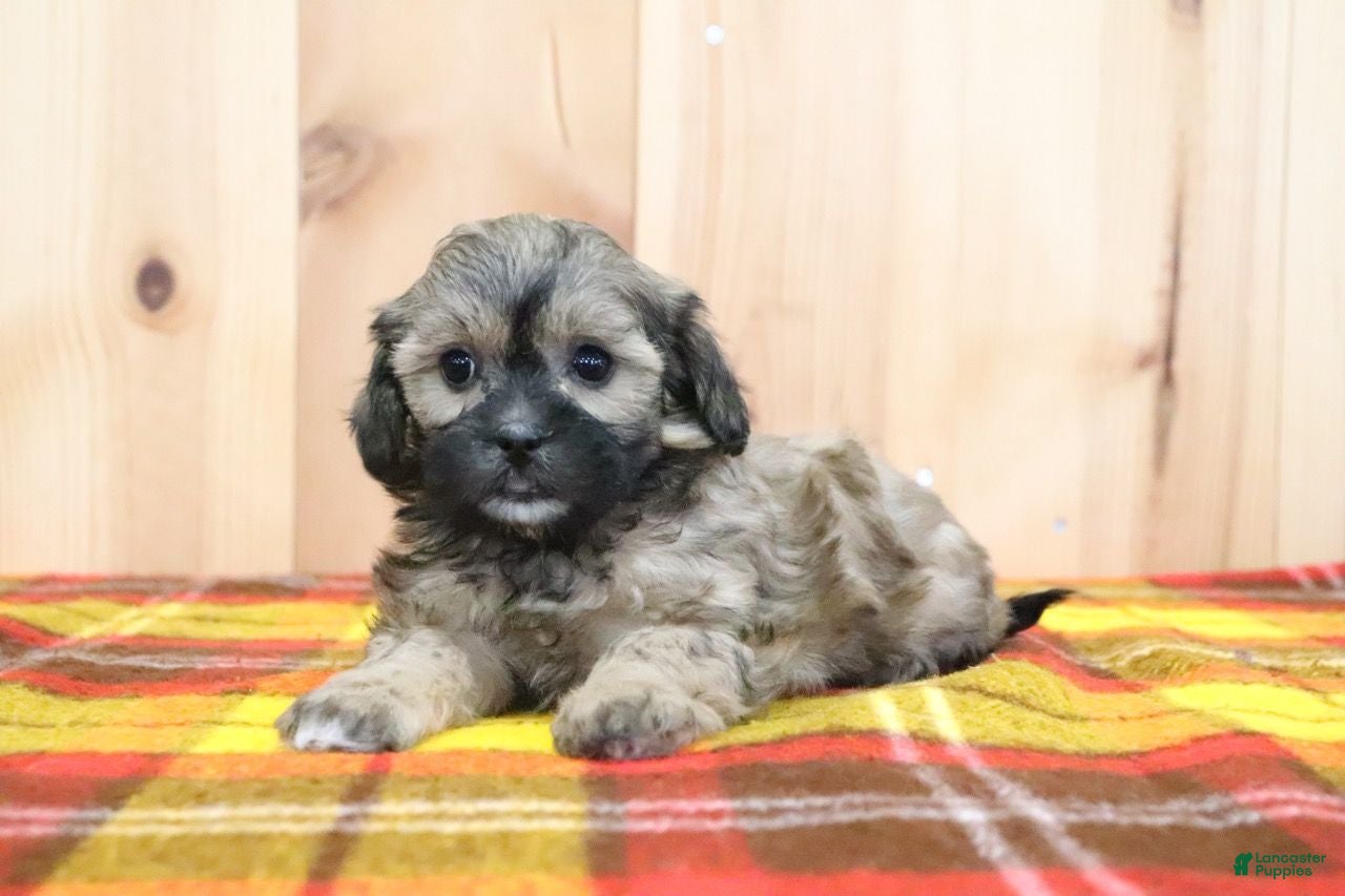 Shihpoo dogs Bradlynn - Ad 1