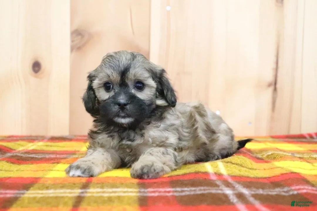 Shihpoo dogs for sale: Bradlynn - Ad 1