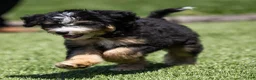 Bernedoodle dogs for sale: Crew Bernedoodle Puppy  - Ad 4
