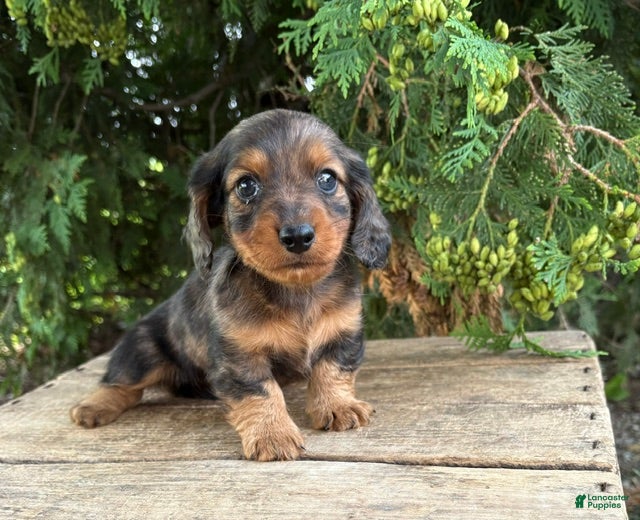 Dachshund dogs Paxton - Ad 1