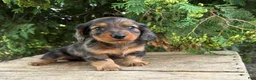 Dachshund dogs for sale: Paxton - Ad 1
