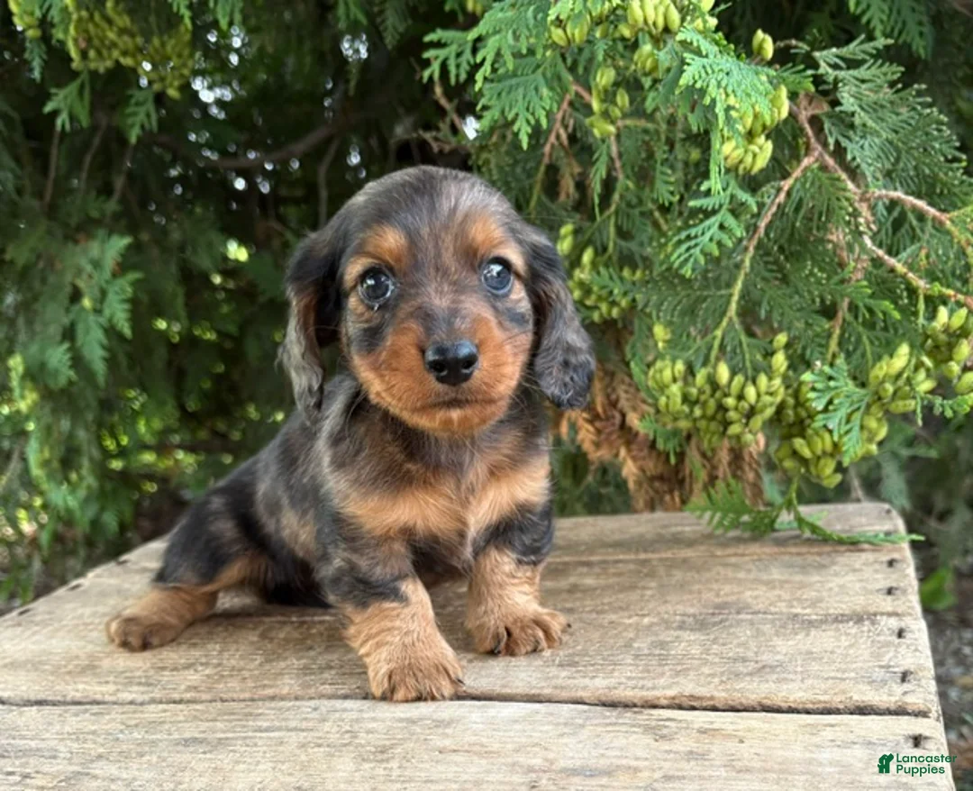 Dachshund dogs for sale: Paxton - Ad 1