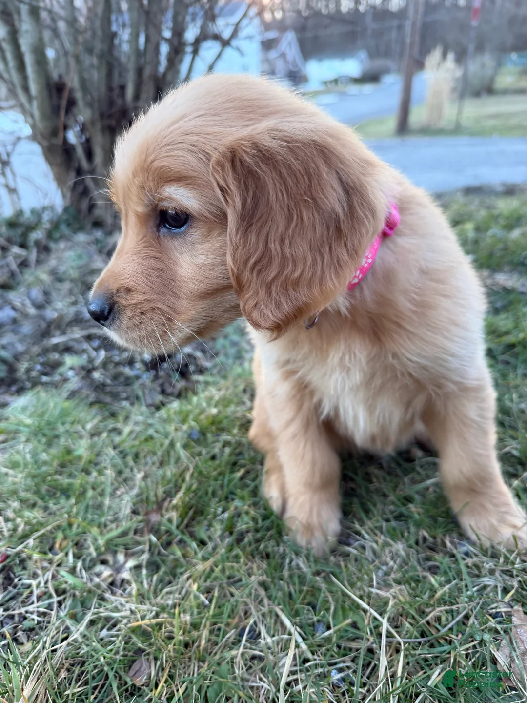 Golden Retriever dogs for sale: Piglet-Hot Pink - Ad 2