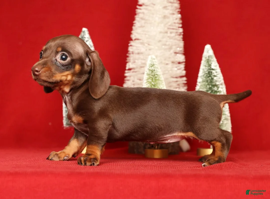 Miniature Dachshund dogs for sale: Rhoda - Ad 4