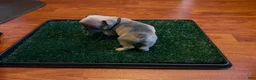 French Bulldog dogs for sale: Black - Ad 3