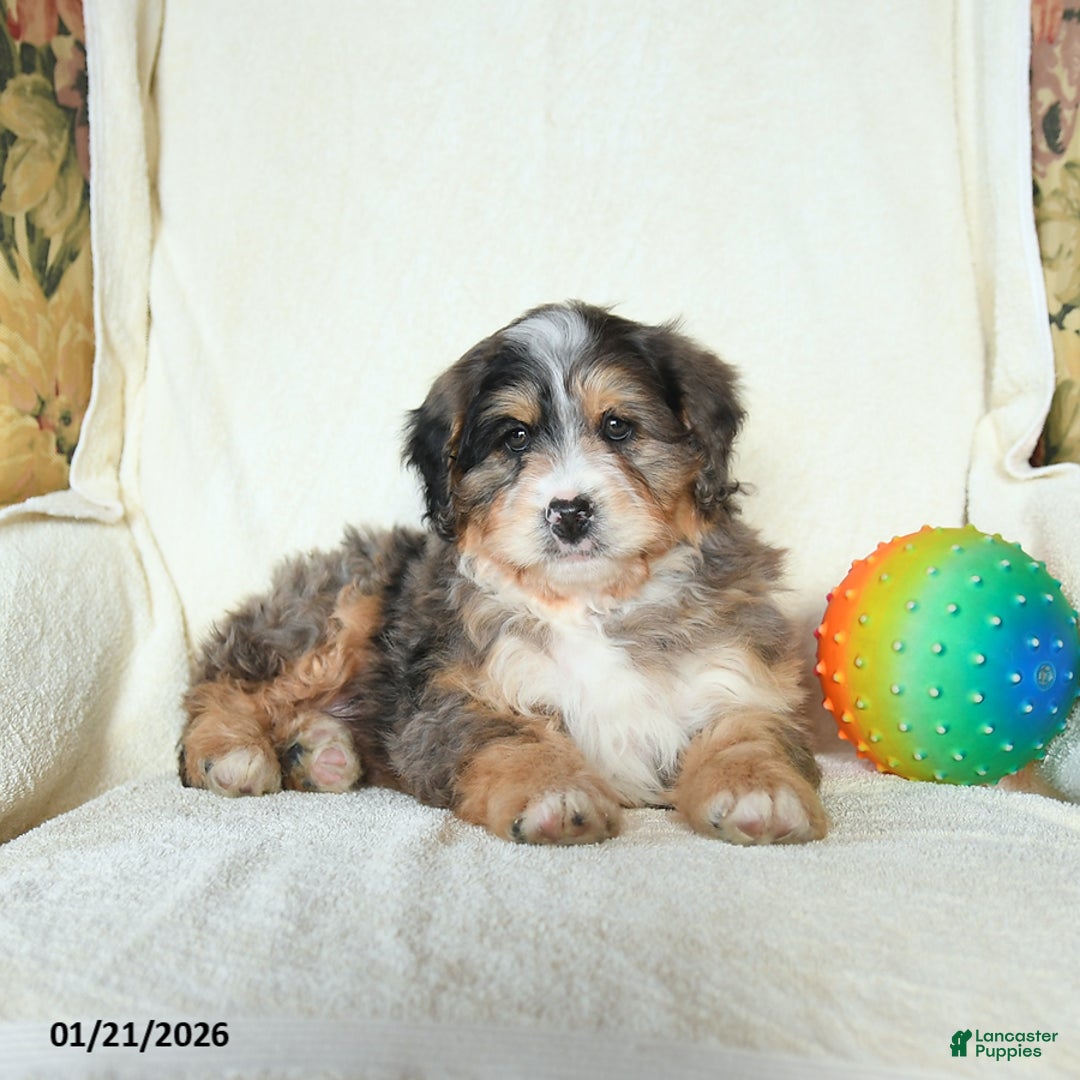 Mini Bernedoodle dogs for sale: River - Ad 4
