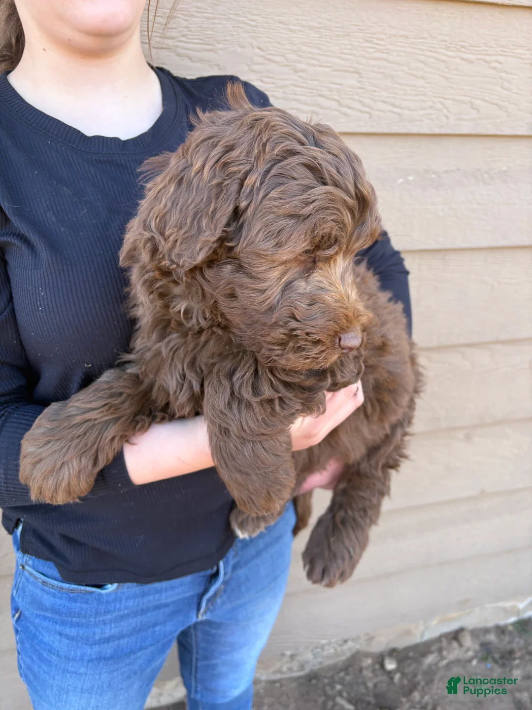 Aussiedoodle dogs for sale:  Puppy 3 - Ad 4