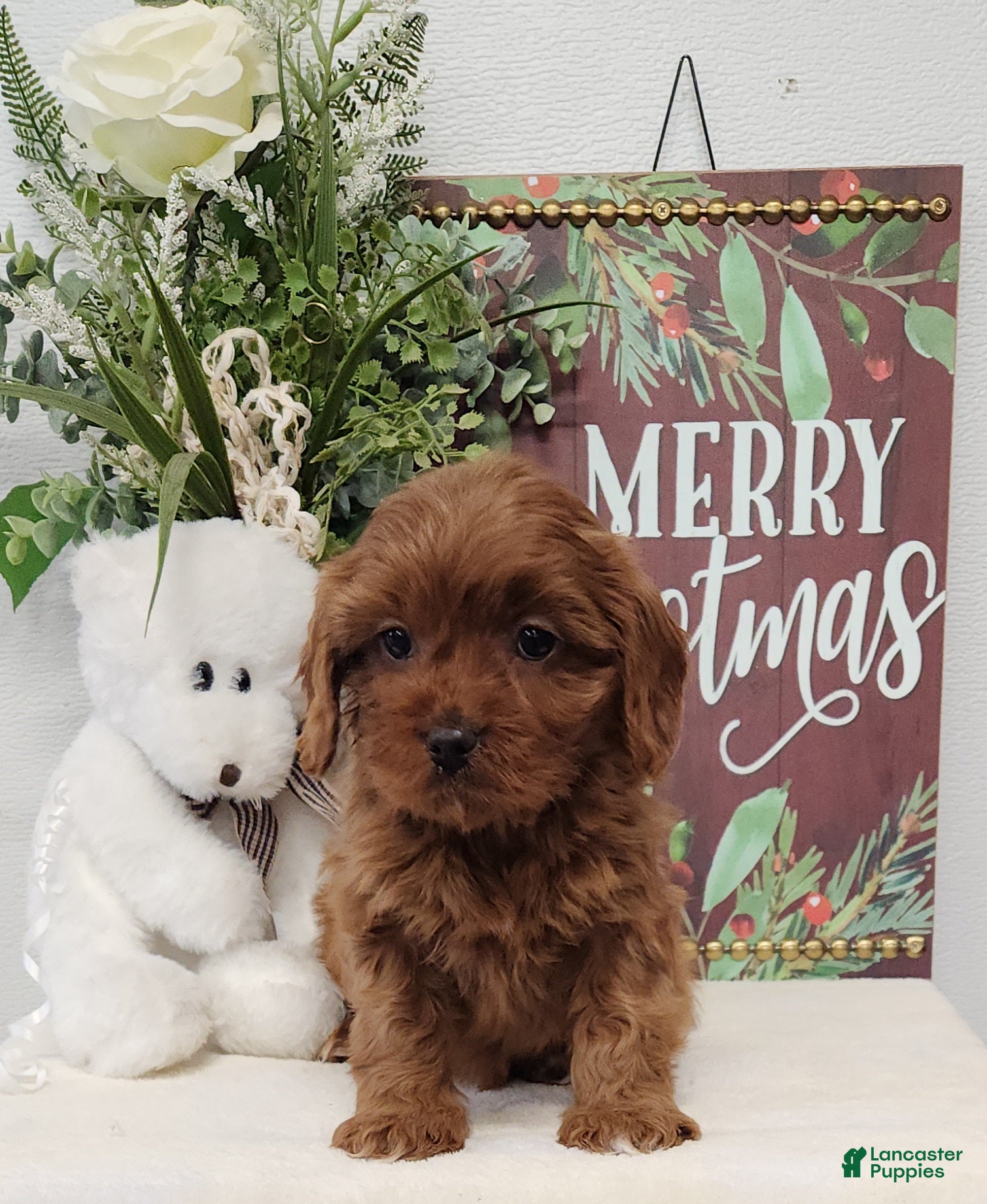 Cavapoo dogs Royce - Ad 16