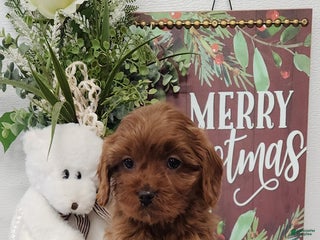 Cavapoo dogs Royce - Ad 16