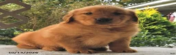 Golden Retriever dogs for sale: Maple   - Ad 4