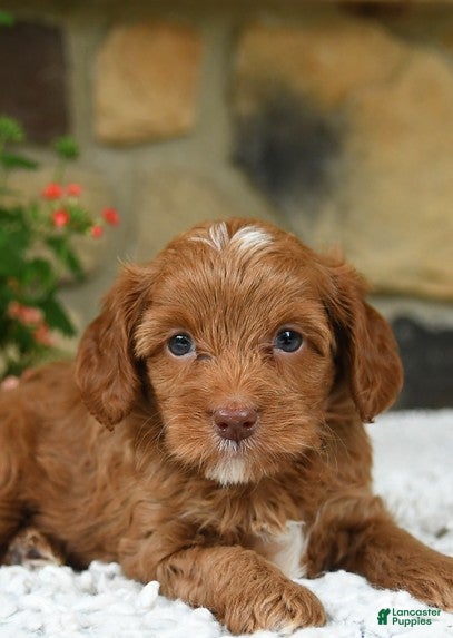 Cavapoo dogs Wanda - Ad 1