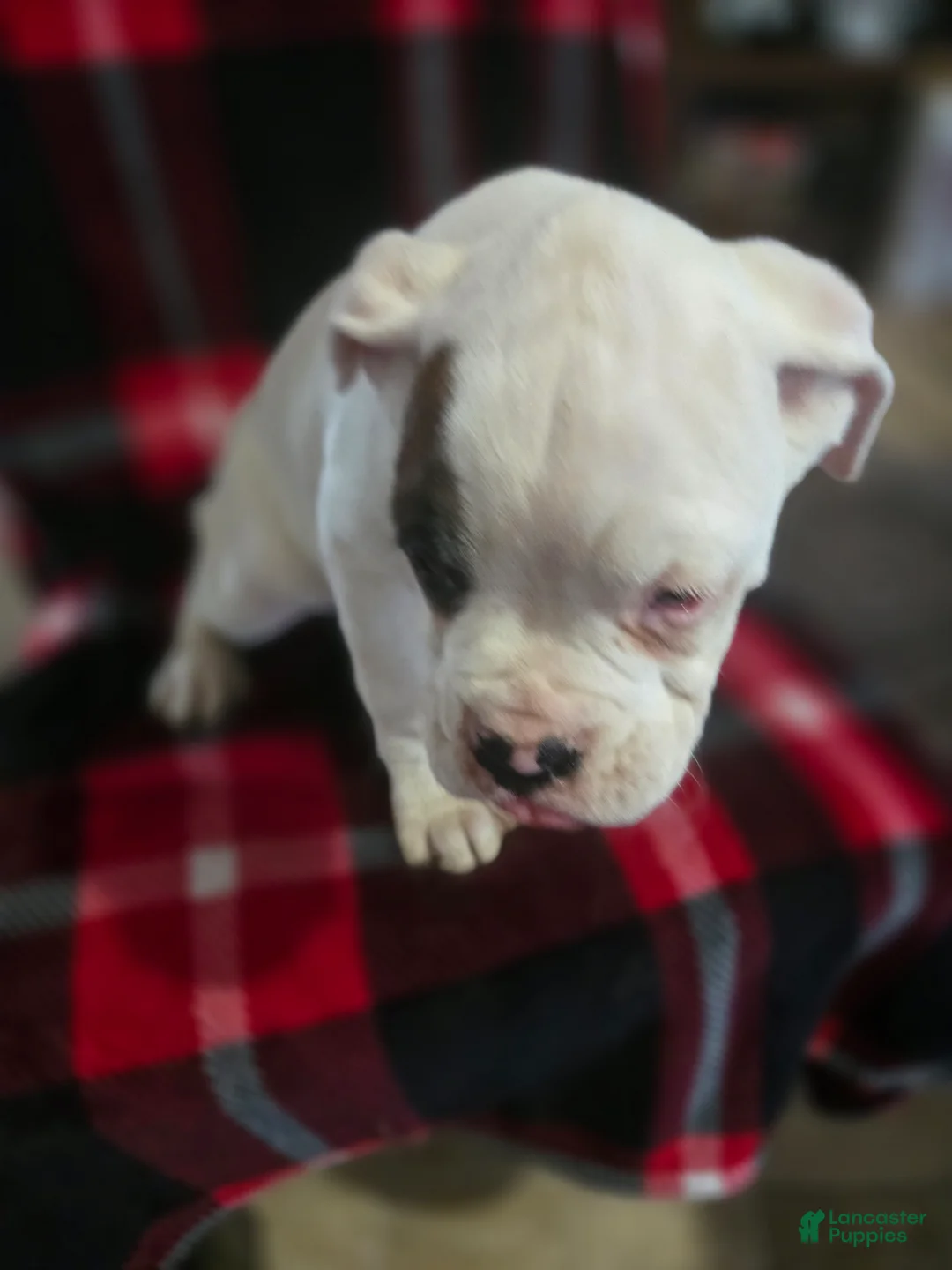 Boxer dogs for sale: Jimmy - Ad 9