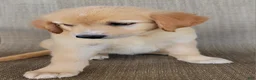 Australian Shepherd dogs for sale: Elsa - Ad 6