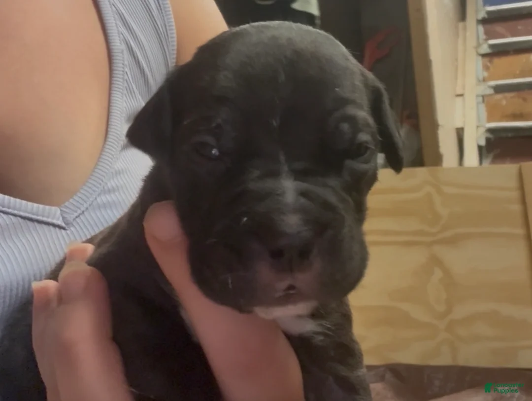 American Pit Bull Terrier dogs for sale: Austin - Ad 1