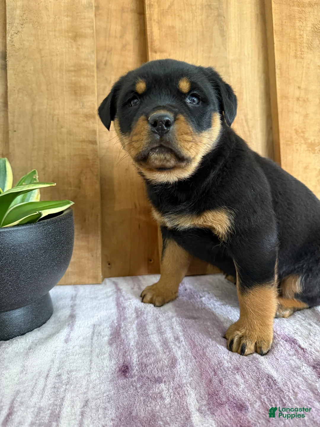 Rottweiler dogs for sale: Lou - Ad 15