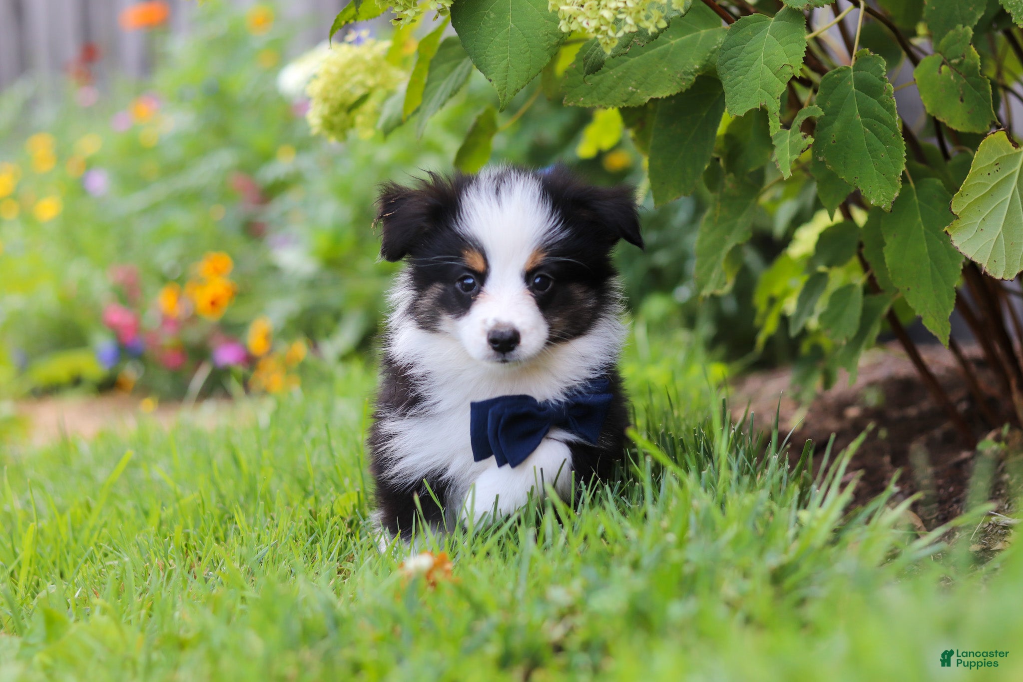 Toy Australian Shepherd dogs Dylan - Ad 2