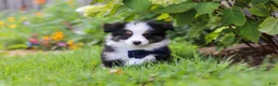Toy Australian Shepherd dogs for sale: Dylan - Ad 2