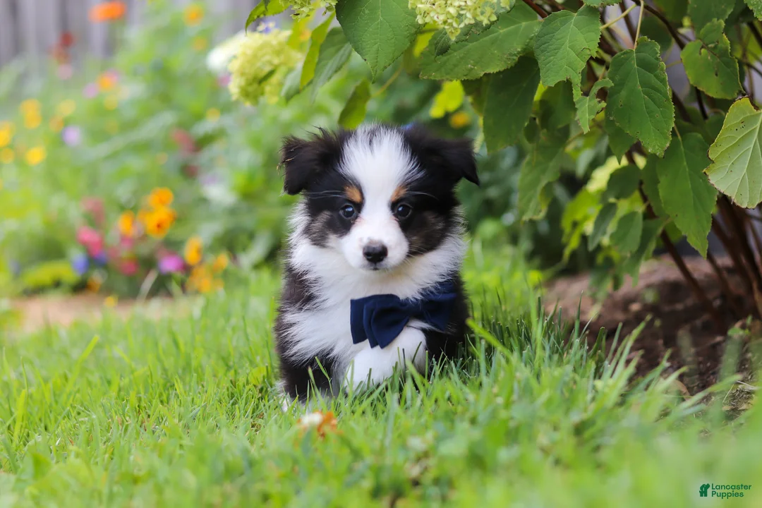 Toy Australian Shepherd dogs for sale: Dylan - Ad 2