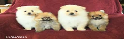 Pomeranian dogs for sale: Pogo - Ad 9