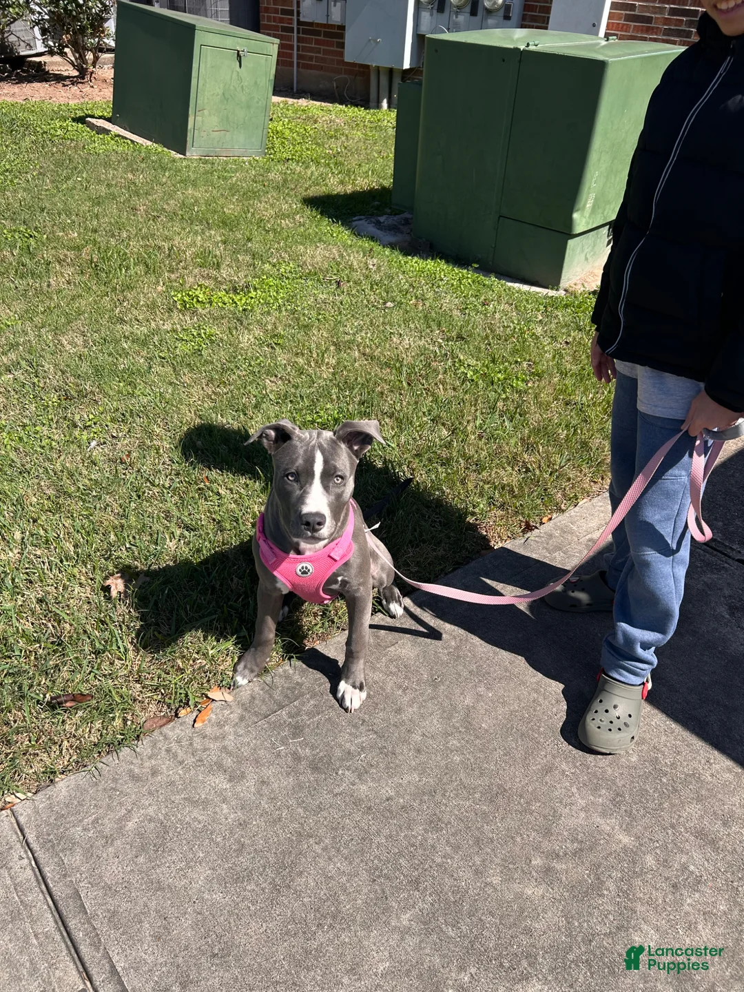 American Staffordshire Terrier dogs for sale: American Staffordshire Terrier Puppy 1 - Ad 2