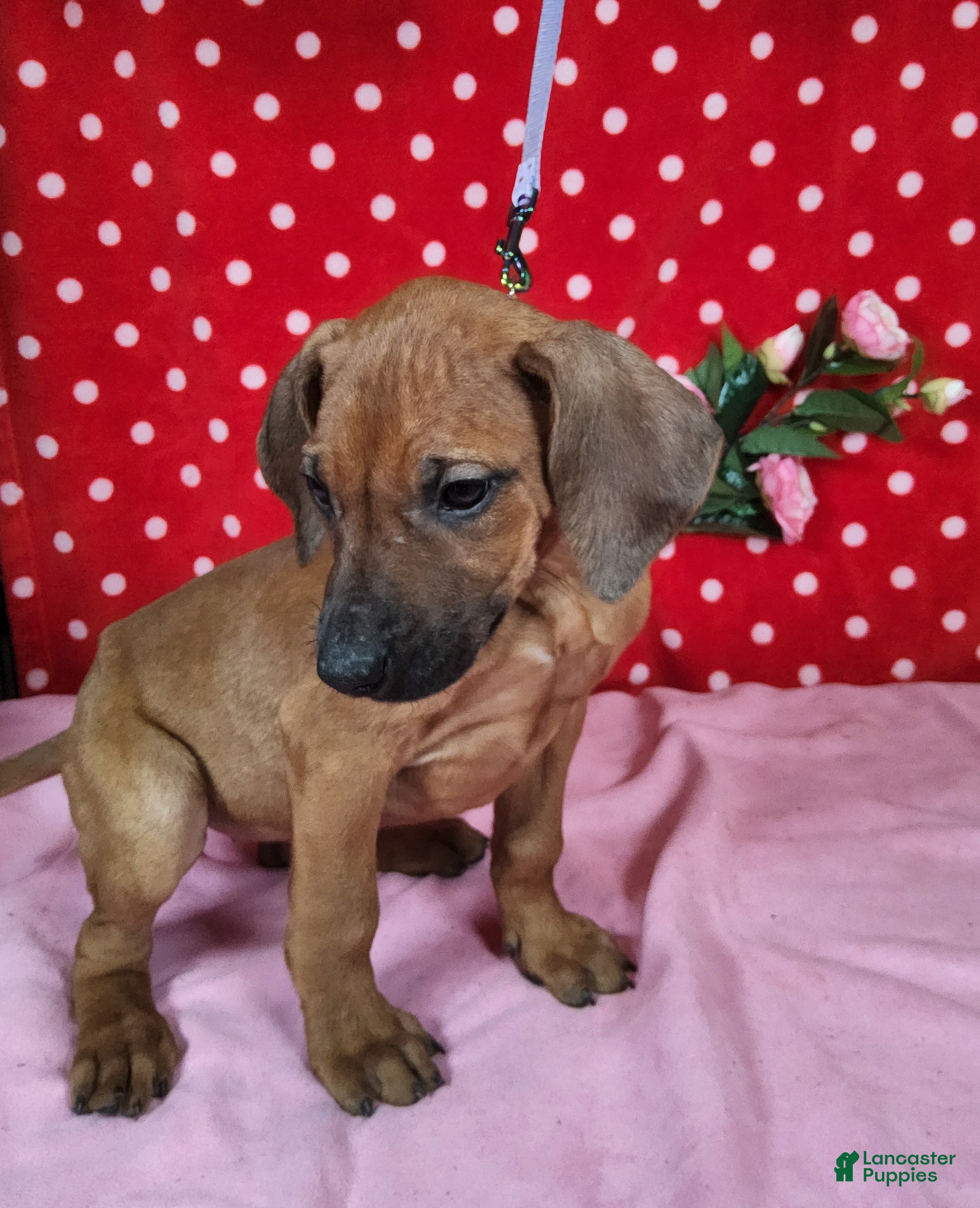 Rhodesian Ridgeback dogs Cloe - Ad 2