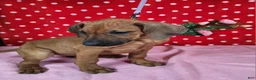 Rhodesian Ridgeback dogs for sale: Cloe - Ad 2