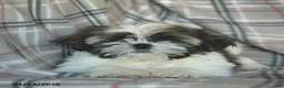 Shih Tzu dogs for sale: Molasses - Ad 3