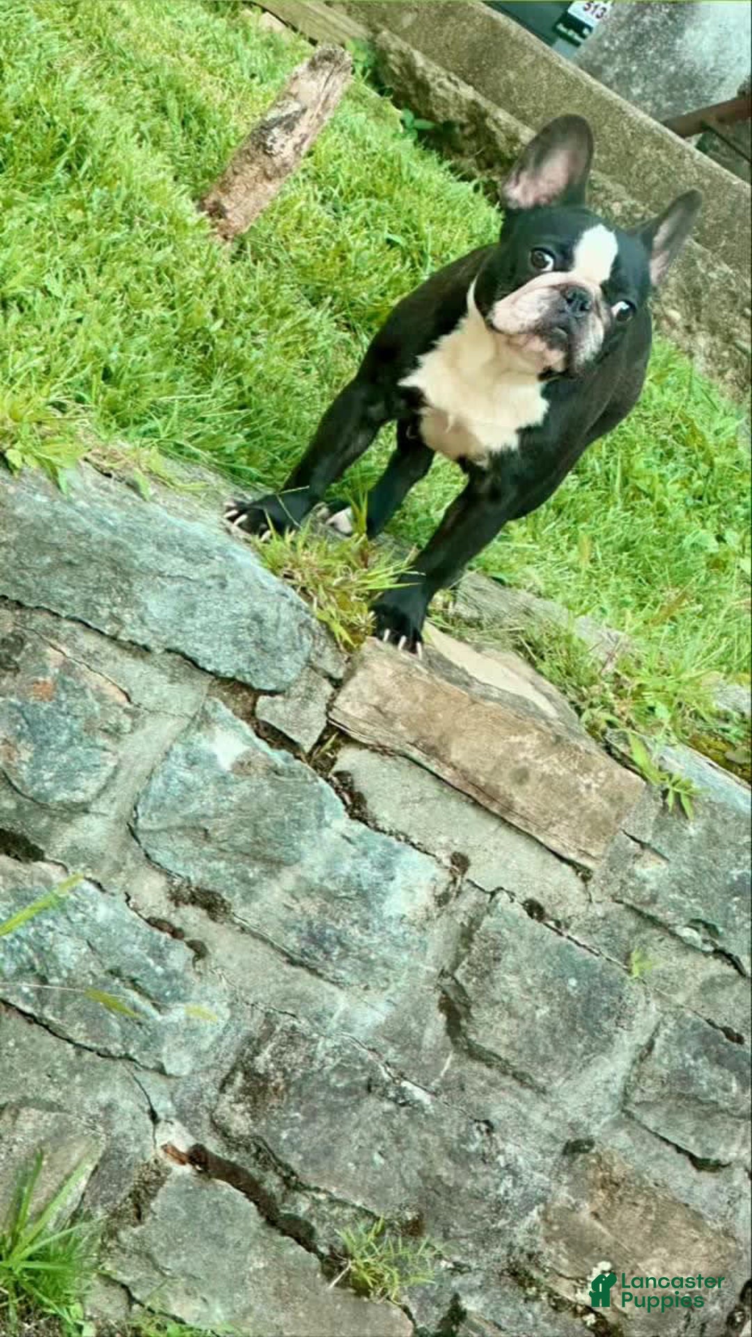 Gallery Image {{count}}