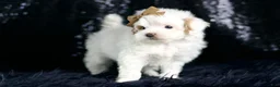 Maltipoo dogs for sale: Teeny Houdini - Ad 6