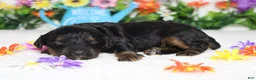 Cockapoo dogs for sale: Gelato - Ad 6